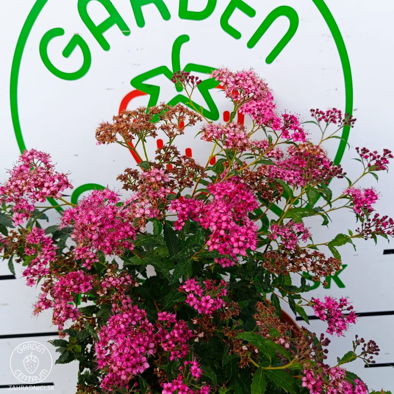 Obrázok Tavoľník japonský (Spiraea japonica) ´NEON FLASH´ - výška 30-40 cm, kont. C3L